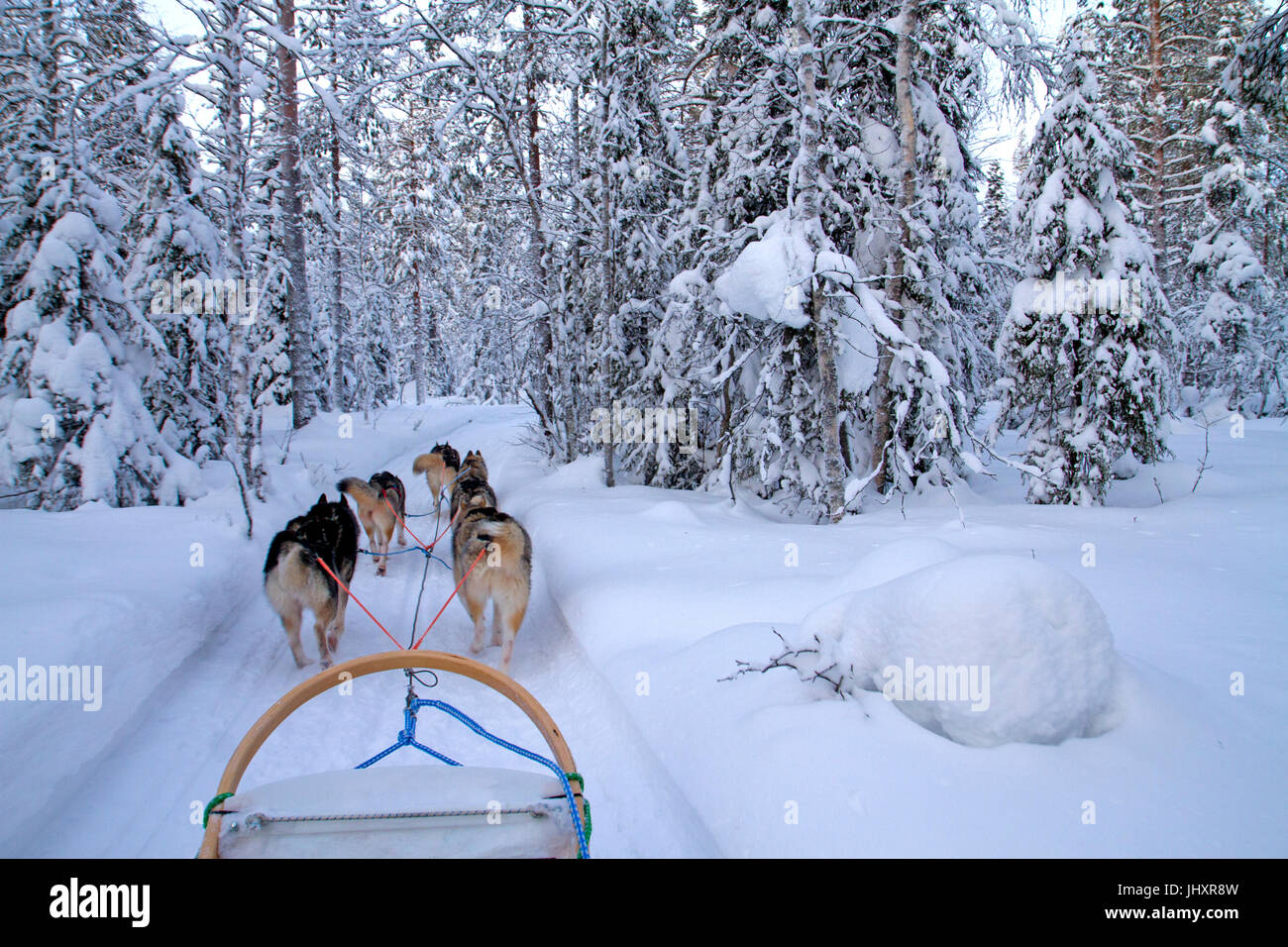 Lo sleddog in Oulanka National Park Foto Stock