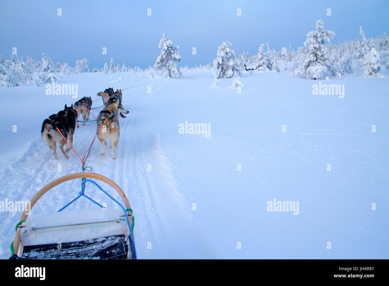 Lo sleddog in Oulanka National Park Foto Stock