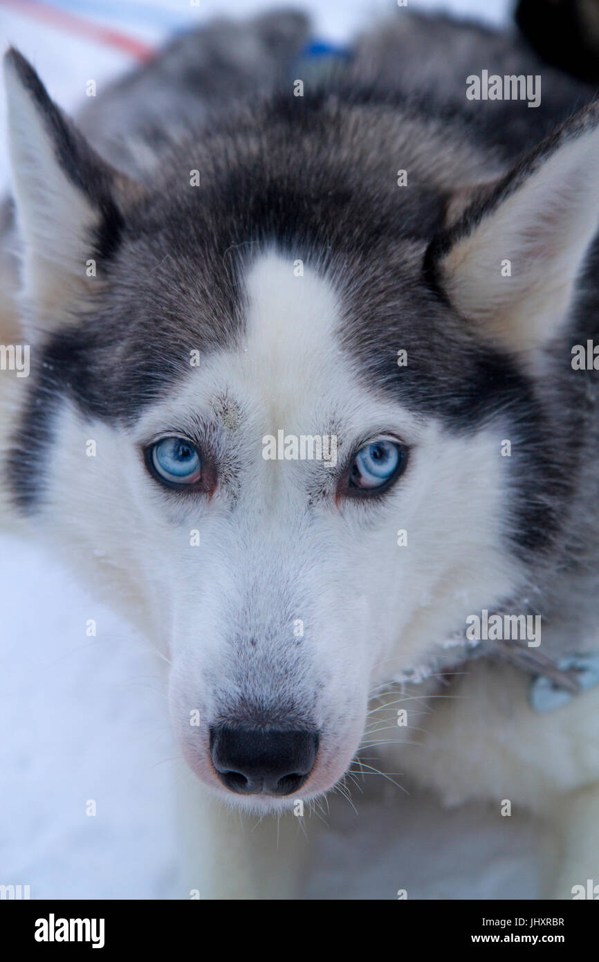 Lo sleddog in Oulanka National Park Foto Stock