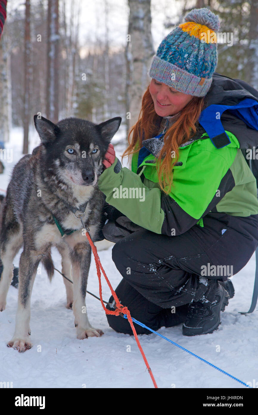 Lo sleddog in Oulanka National Park Foto Stock