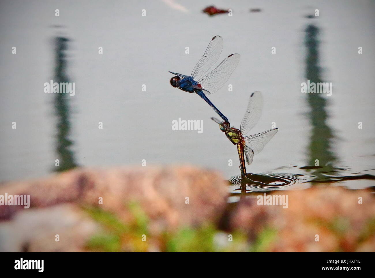 Libellule in tandem Foto Stock