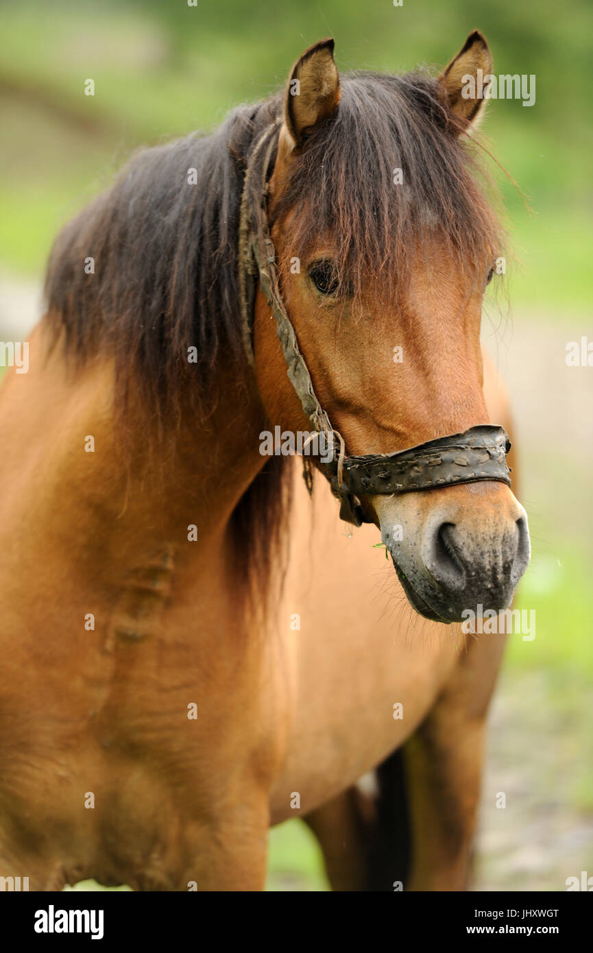 Horse Running in campo nel giorno di estate Foto Stock