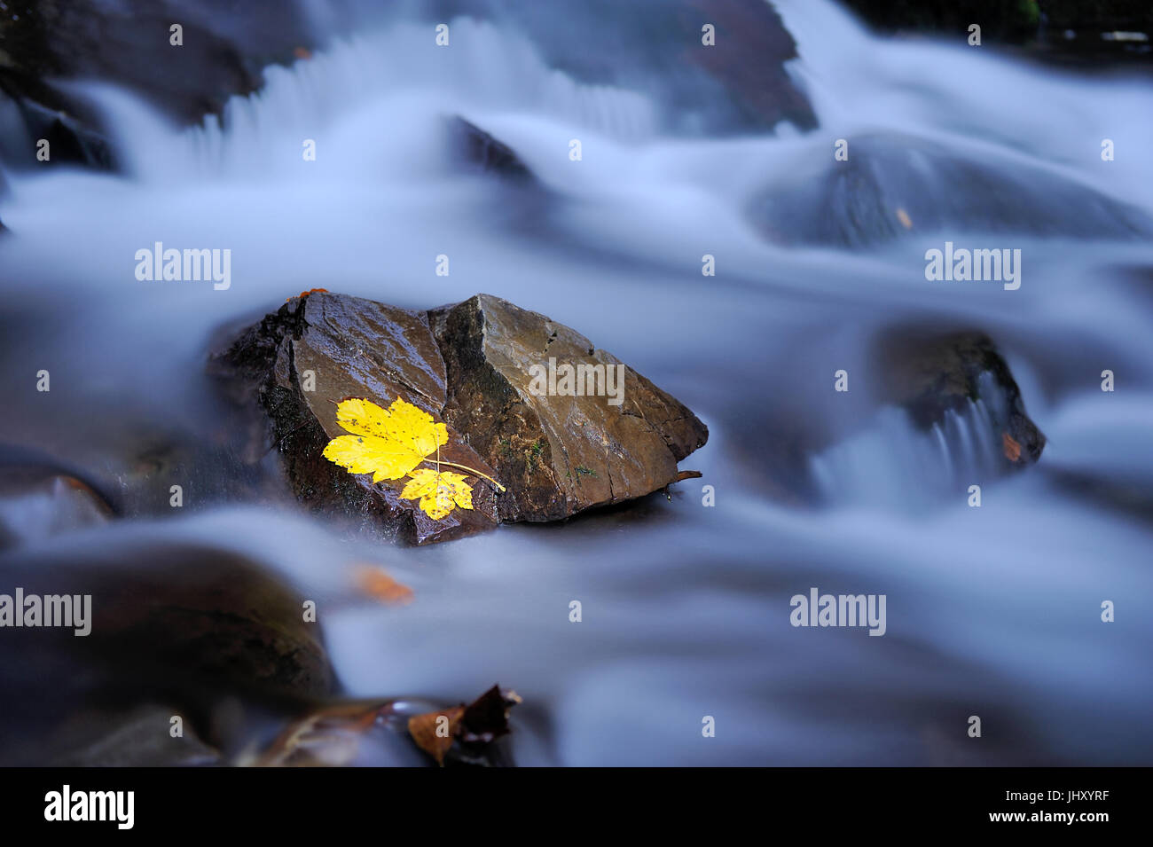 I colori autunnali nel flusso. Foglia si posa sul bagnato pietre di basalto. Pietre colorate e foglie di autunno. Foto Stock