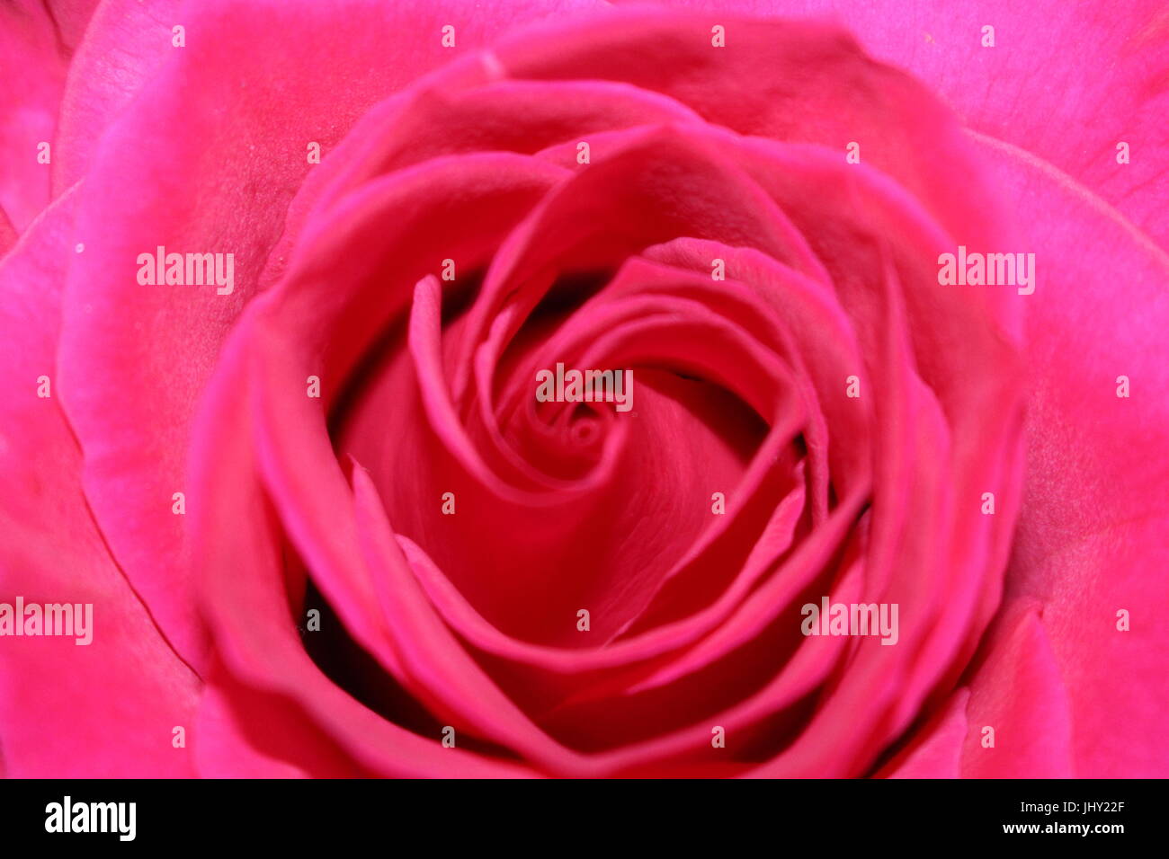 Rose, centro di rose, centro di rose, macro rose, close up di rosa rosa, close up fiore rosa, fiore rosa, Foto Stock