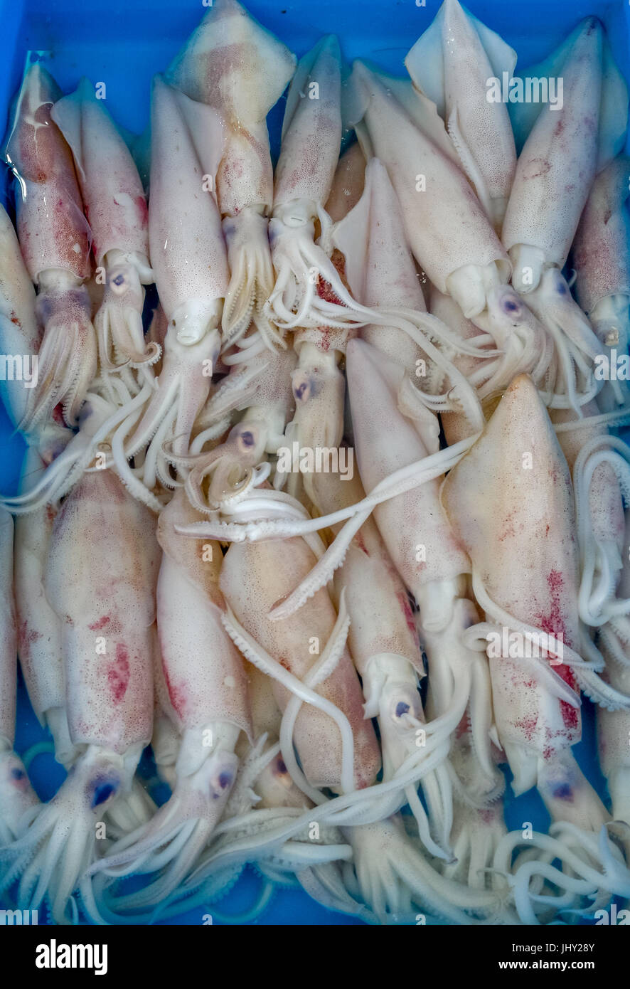 Vassoio di calamari cattura di pesce del giorno al mercato di frutti di mare Foto Stock