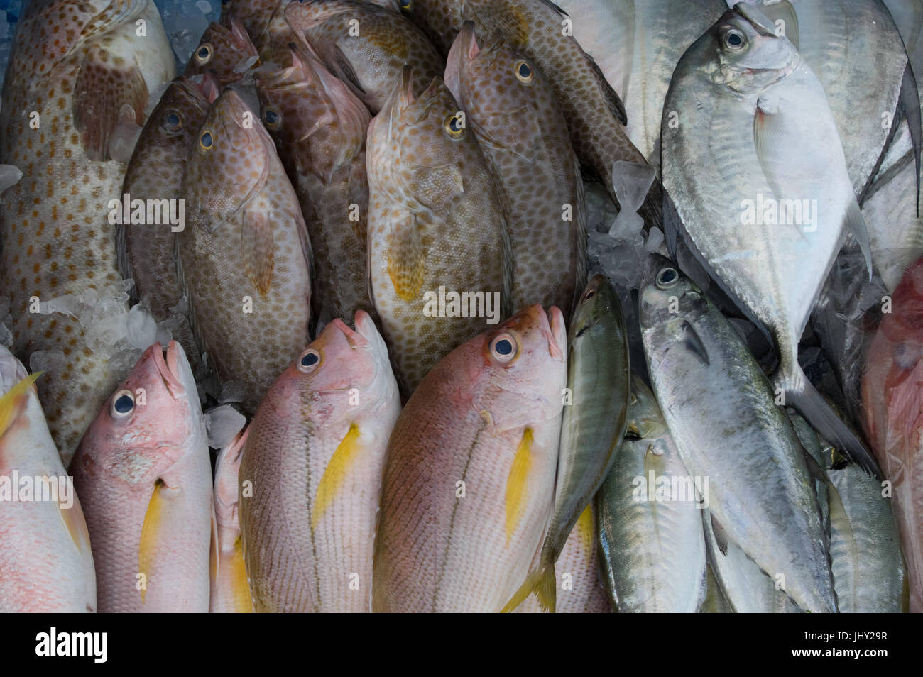 Vassoio di frutti di mare il pesce pescato del giorno al mercato di frutti di mare Foto Stock