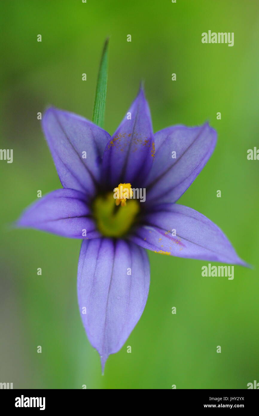 Blue-eyed erba, 'Sisyrinchium Bermudiana", o semplicemente "bermudiana' fioritura verso la fine di maggio Foto Stock