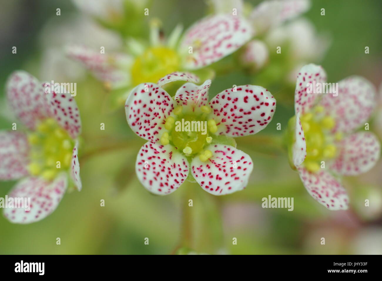 Saxifraga 'Canis Dalmatica', chiamato anche Saxifraga 'cane spottato' fiorito in un giardino roccioso inglese nel maggio, Inghilterra, Regno Unito Foto Stock