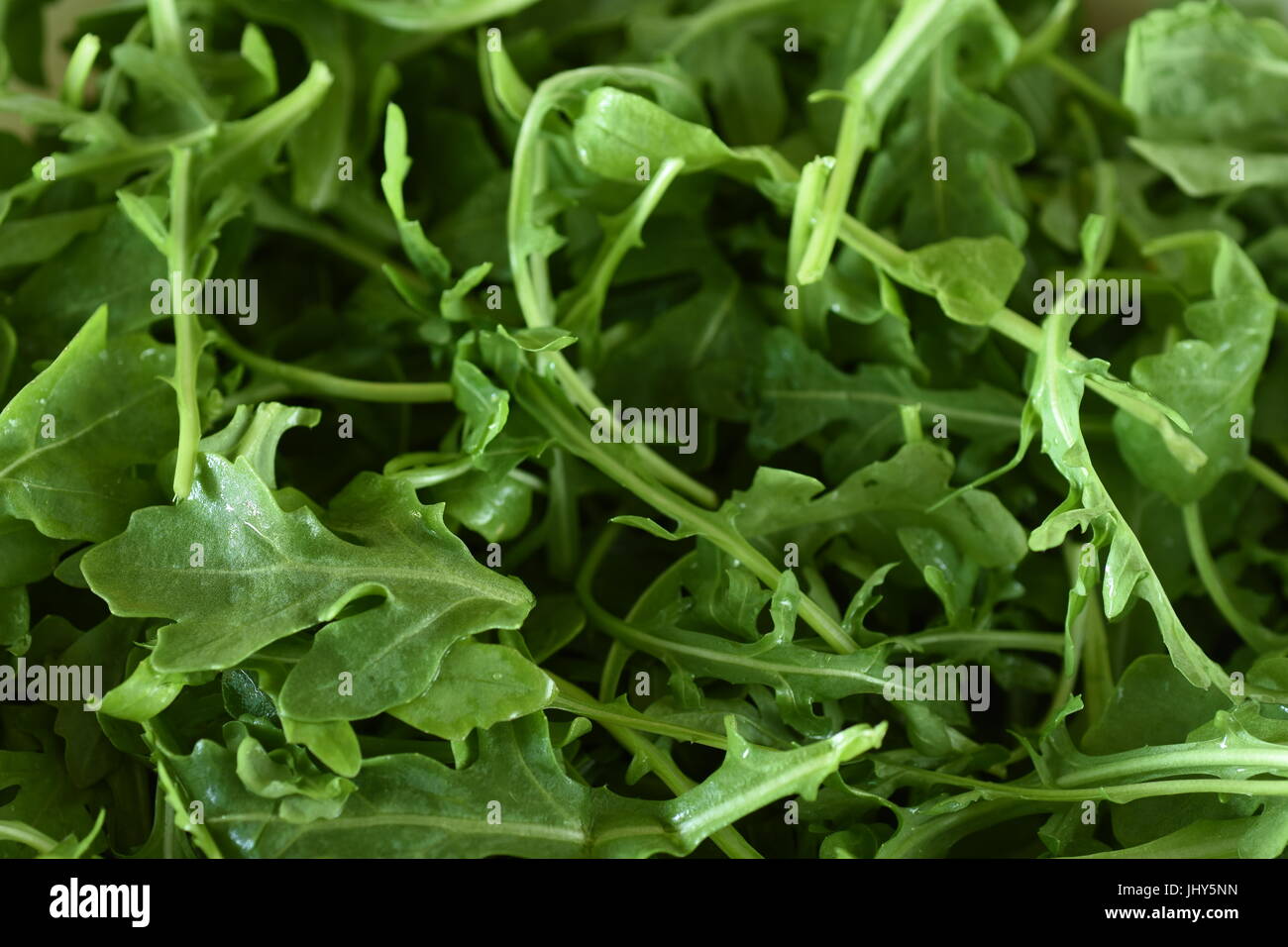 Close-up su un mucchio di nuove foglie di rucola Foto Stock