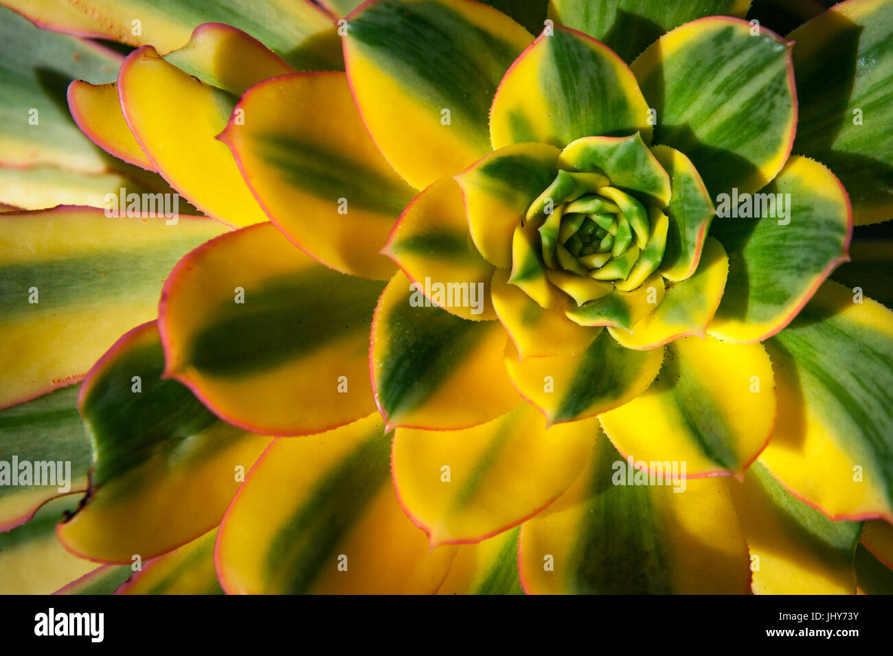 Bella Aeonium succulente in fiore giallo e verde closuep. Petali di bellissimo aspetto rose Foto Stock