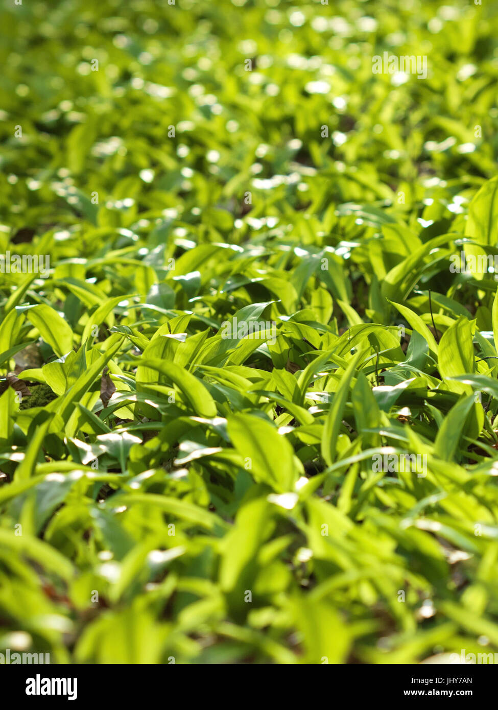 Aglio selvatico - Ramson, Bärlauch - Ramson Foto Stock