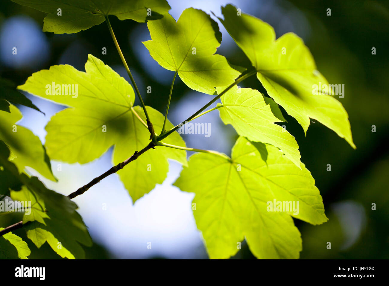 Foglie di acero in luce posteriore - foglie di acero, Ahornblätter im Gegenlicht - foglie di acero Foto Stock