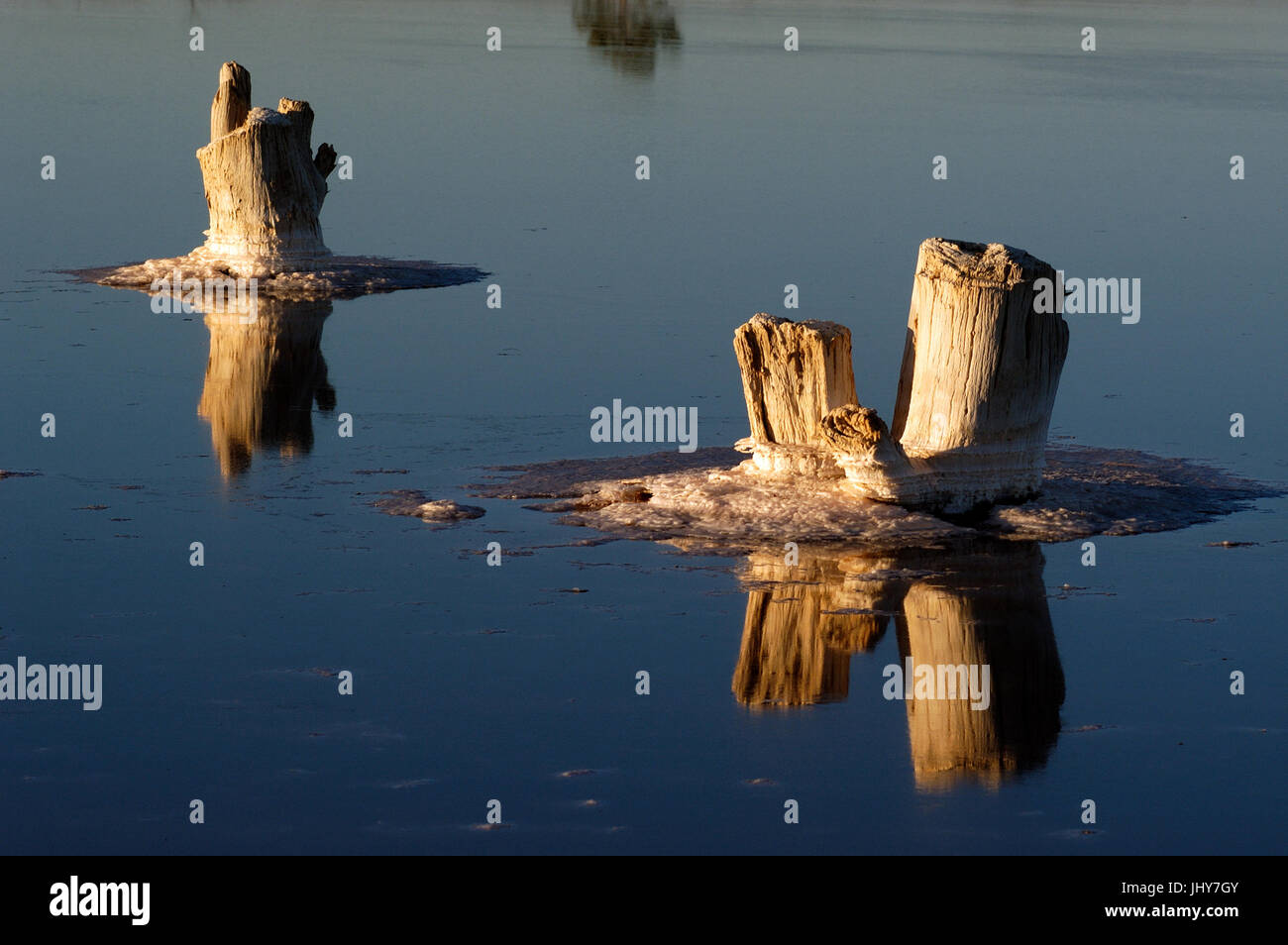 Legno morto in soluzione salina lago di drenaggio, North Western Victoria, Australia. Foto Stock