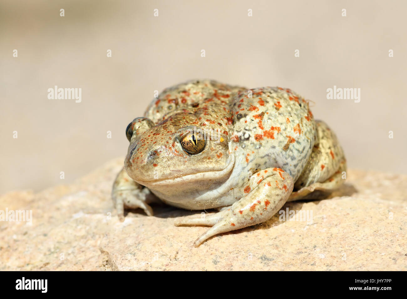 Close up di comune spadefoot toad ( Pelobates fuscus ) Foto Stock