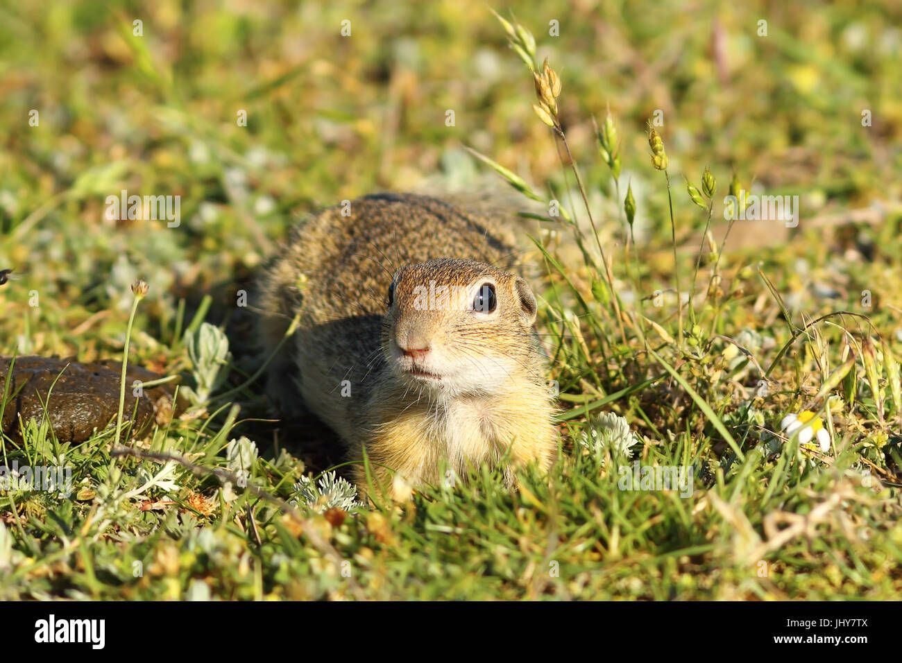 Curioso il novellame di terreno europeo scoiattolo guardando la telecamera ( Spermophilus citellus ), immagine presa in habitat naturale su animali selvatici Foto Stock