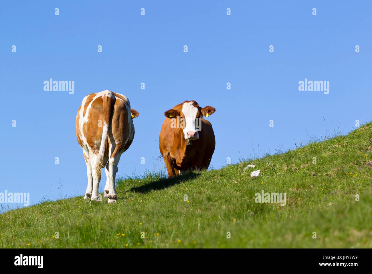 Bestiame SENZA AVVISATORE ACUSTICO - Cattles, Hornlose Rinder - Cattles Foto Stock