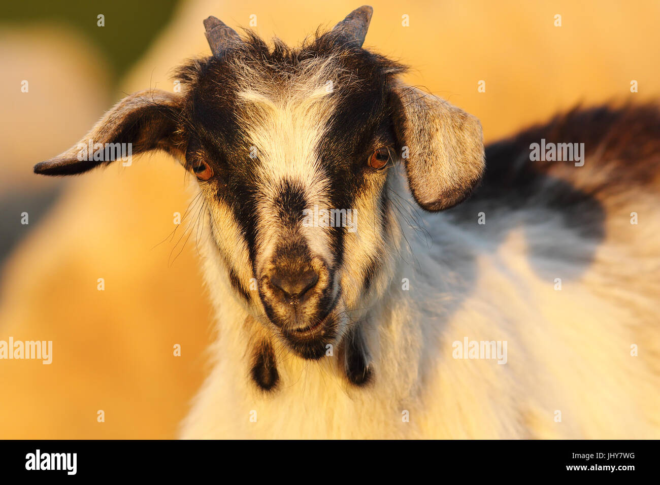 Carino giovane capra a chiazze ritratto guardando la telecamera Foto Stock