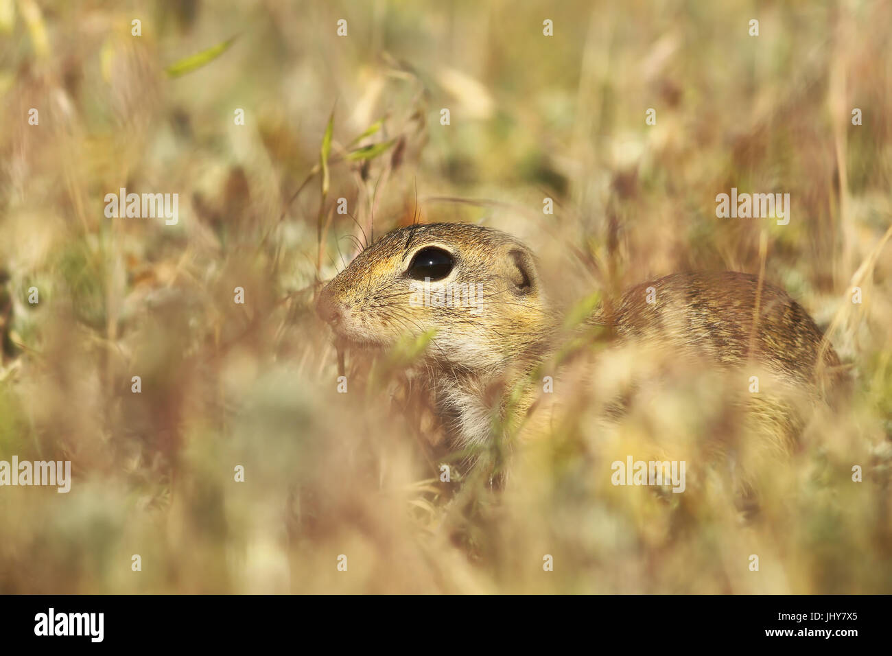 Terreno europeo scoiattolo nasconde in erba ( Spermophilus citellus ) Foto Stock