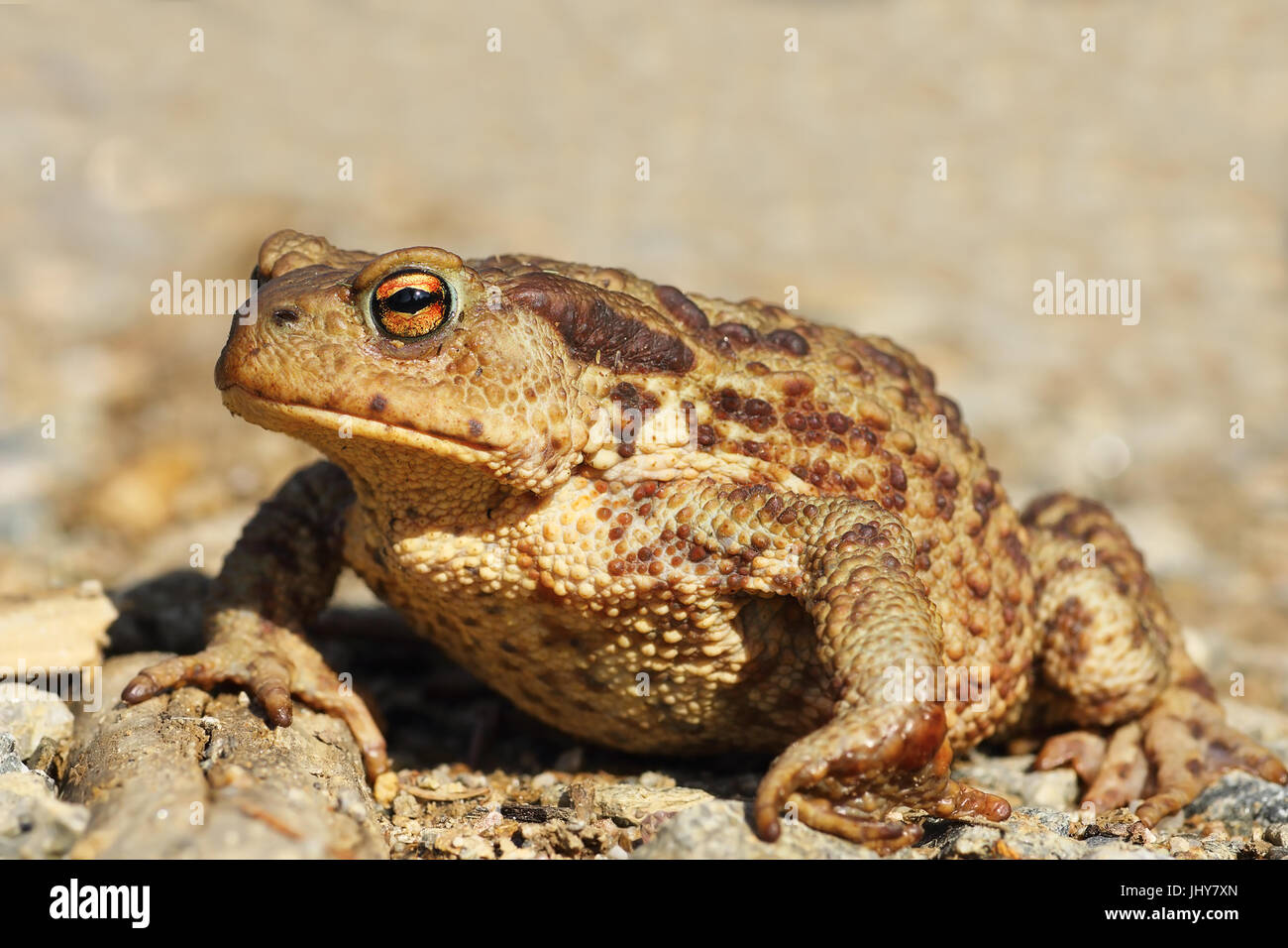 Femmina marrone comune toad chiudere fino a piena lunghezza animale ( Bufo ) Foto Stock