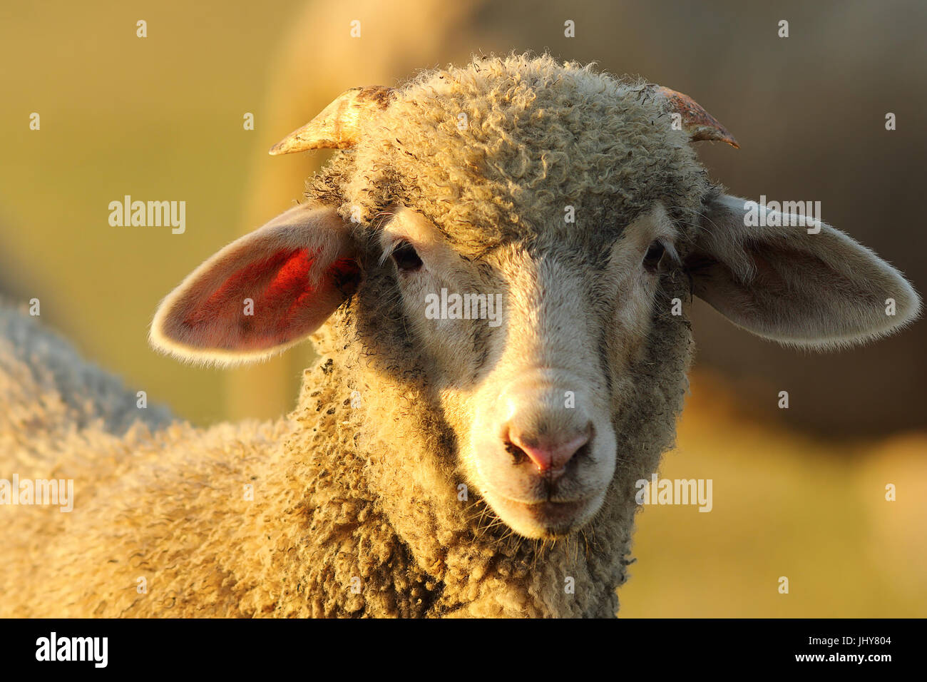 Ritratto di carino curioso agnello guardando la telecamera Foto Stock