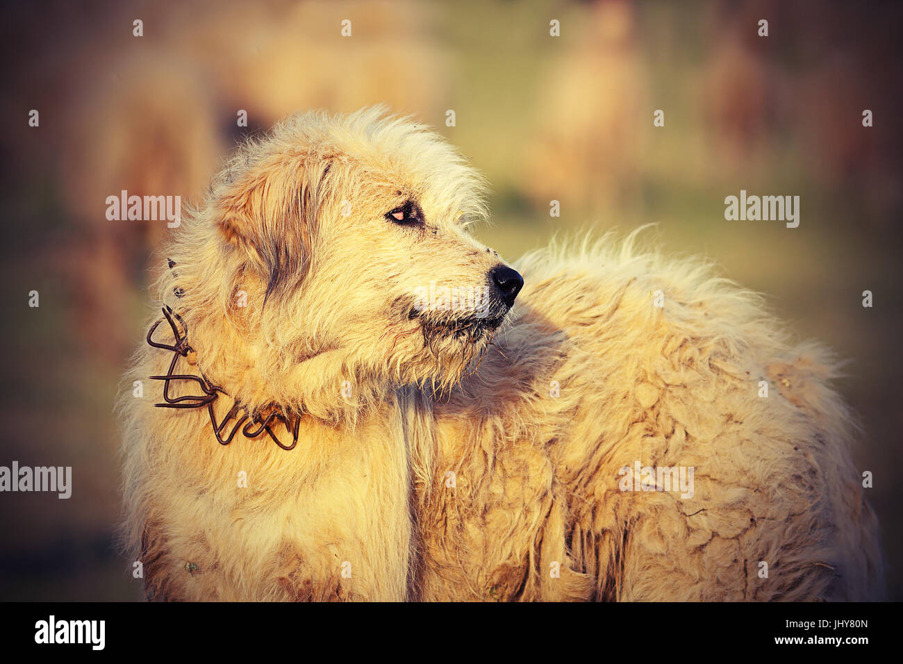 Bianco di pecora rumeno hound close up, immagine presa nei pressi della fattoria tradizionale; questi cani lotta con gli orsi e lupi per proteggere la mandria Foto Stock