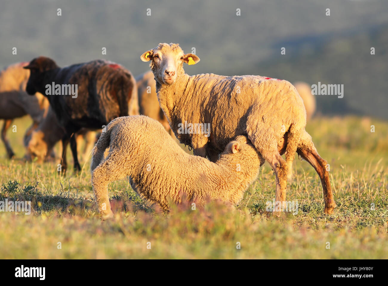 Pecore alimentando il suo ragazzo sul prato vicino la fattoria Foto Stock