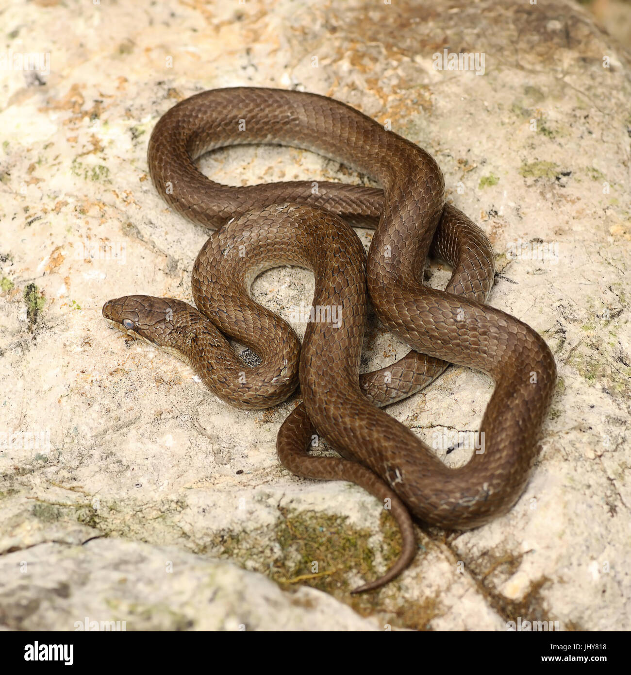 Smooth snake crogiolarvi al sole su una pietra ( Coronella austriaca ) Foto Stock