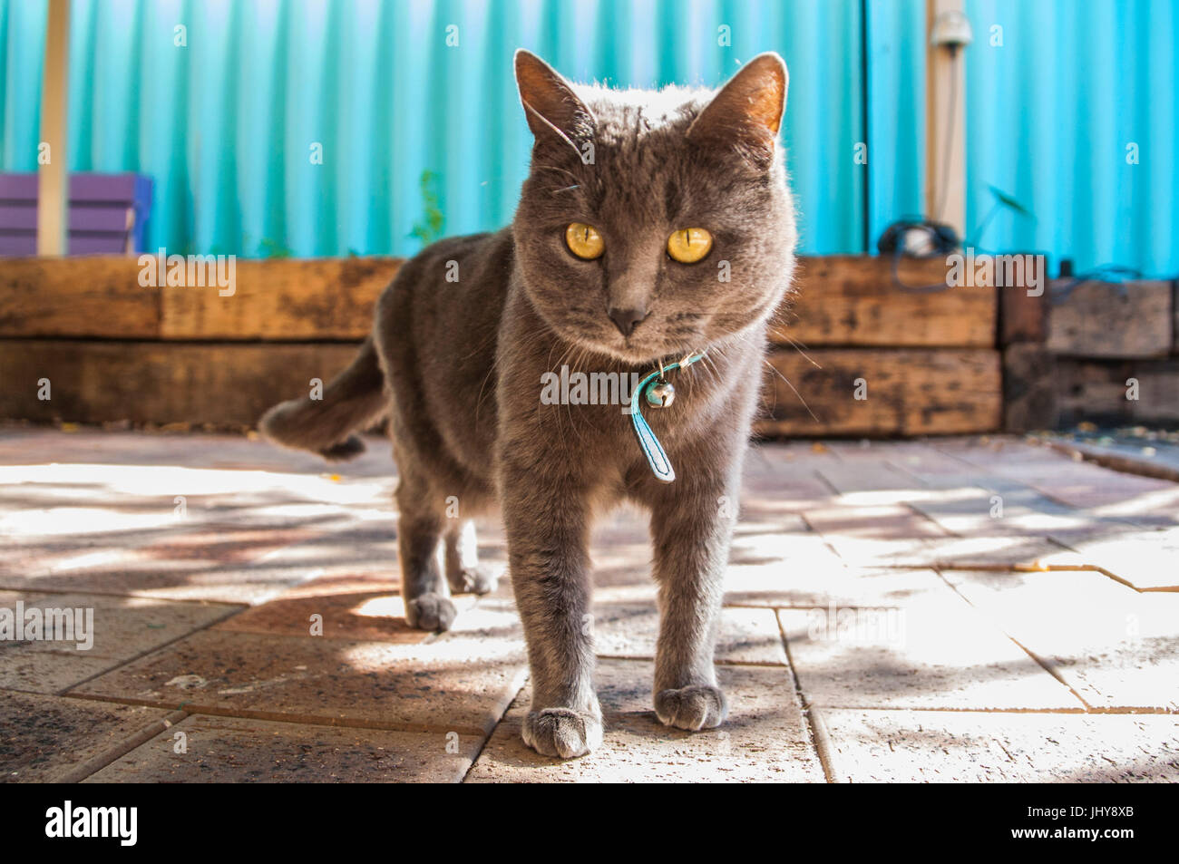 Gatto Foto Stock