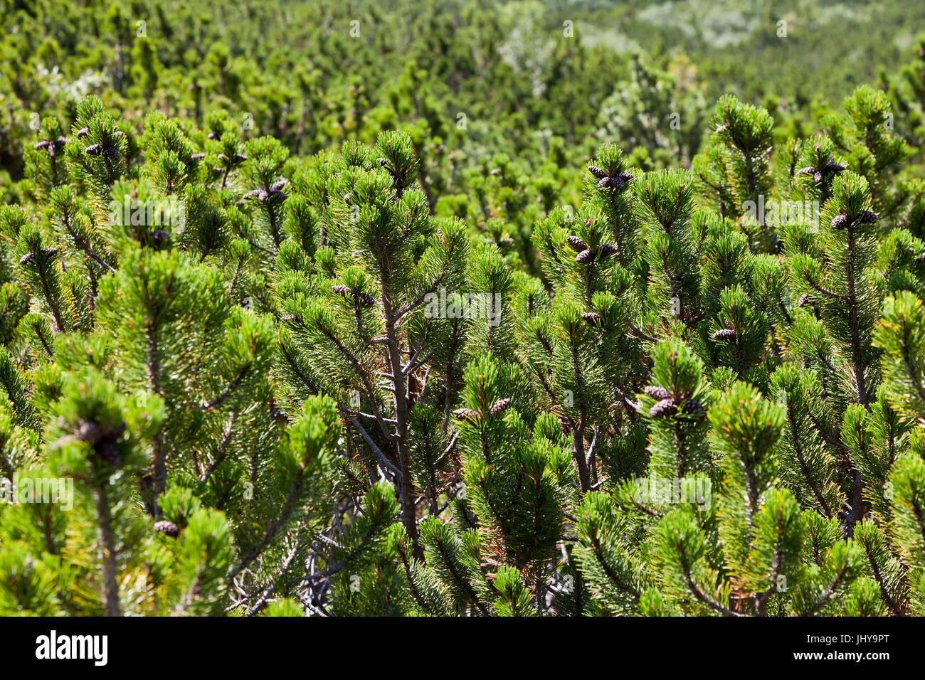 Pini di montagna - Pinus pseudopumilio, Latschen - Pinus pseudopumilio Foto Stock