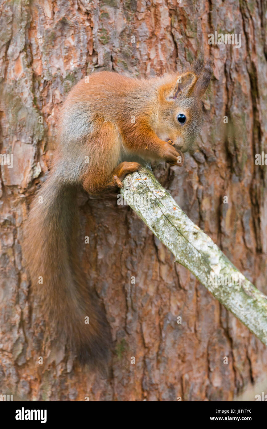 Red scoiattolo (Sciurus vulgaris), Adulto alimentazione e seduta su un ramo di pino Foto Stock