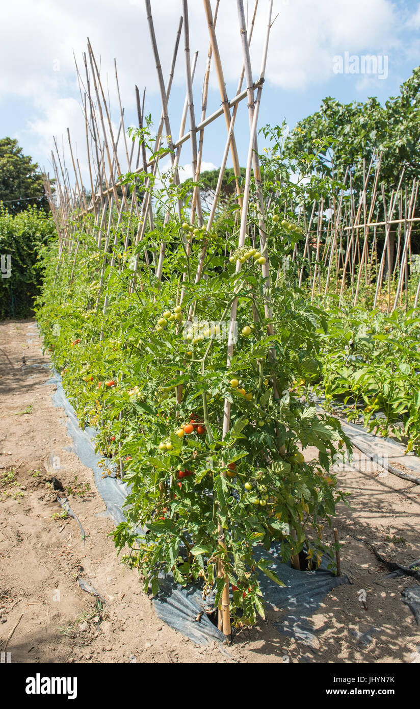 Fila verticale di molti cherry di piante di pomodoro con il rosso e il verde mediterraneo frutti nel giardino vegetale Foto Stock