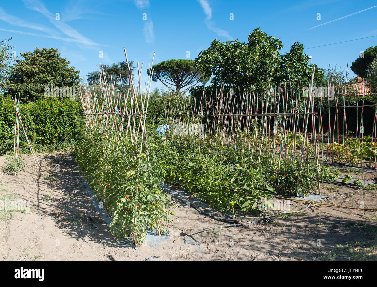 Righe di diverse piante di pomodoro con il rosso e il verde mediterraneo frutti nel giardino vegetale Foto Stock