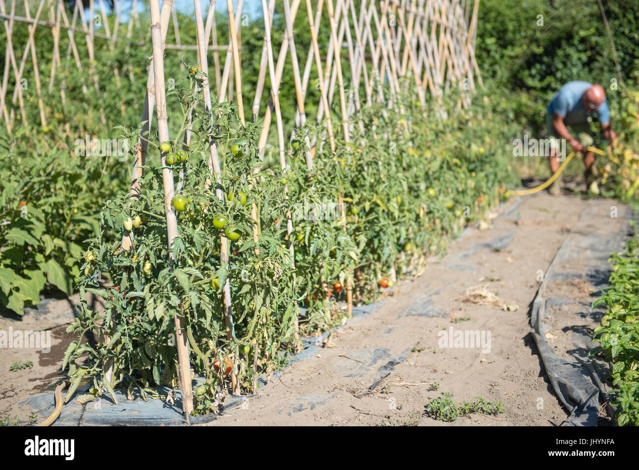 Fila di molte piante di pomodoro con maturi e immaturo frutti del Mediterraneo in orto contadino al lavoro irrigare fuori fuoco in background Foto Stock