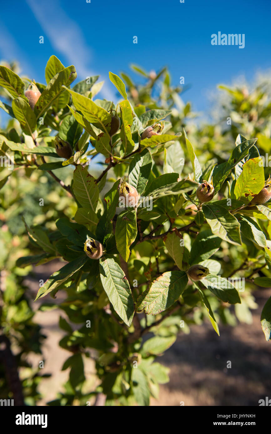 Nespola ramo di albero vicino a molti immaturi frutti marrone in Orchard Foto Stock