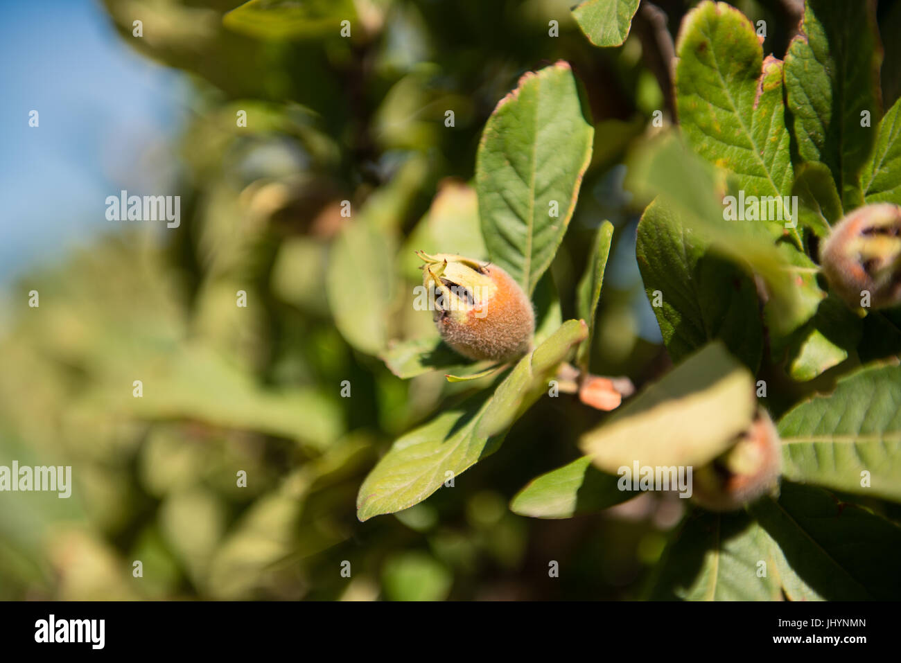 Nespola ramo di albero da vicino con singolo acerba frutta marrone dettaglio, il fuoco selettivo Foto Stock