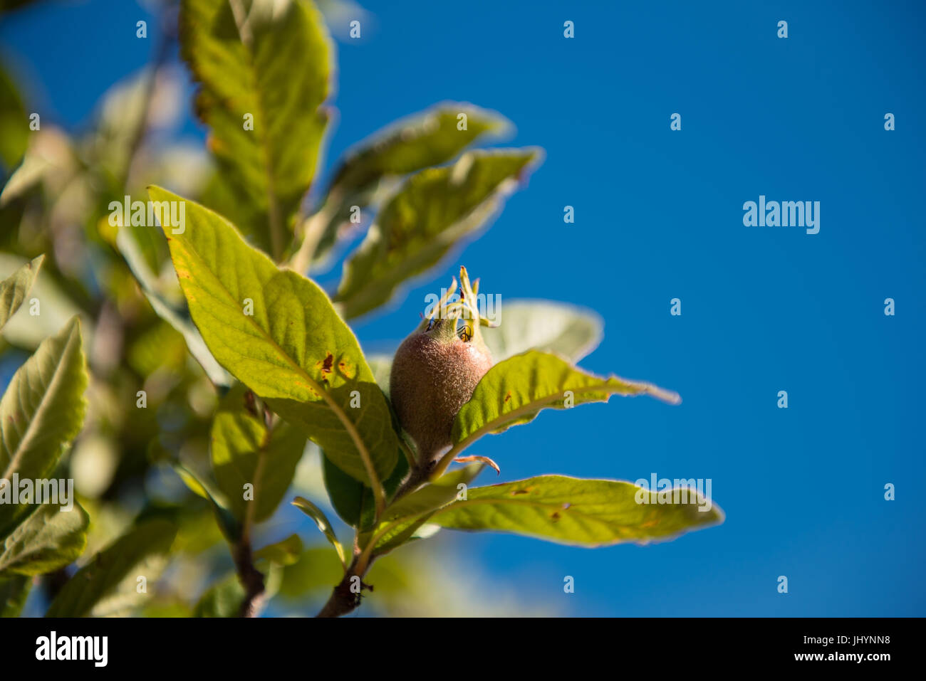 Nespola ramo di albero da vicino con singolo acerba frutta marrone dettaglio, messa a fuoco selettiva e cielo blu in background Foto Stock