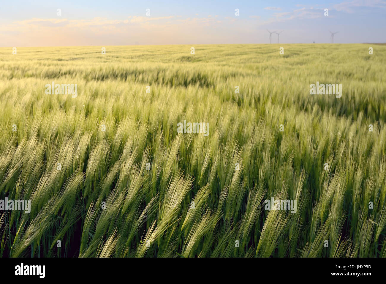 Bellissimo tramonto sul verde del campo di segale Foto Stock