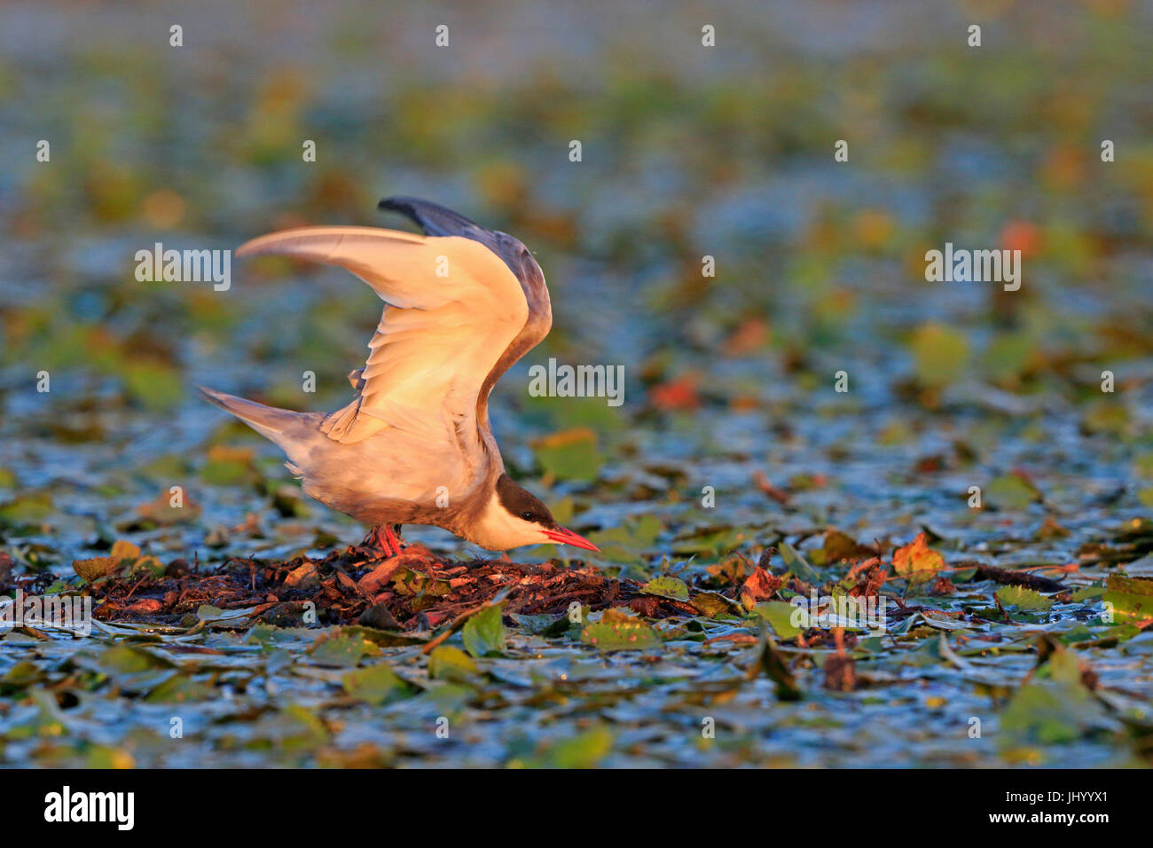 Mignattino piombato stretching le sue ali in delta del Danubio Romania Foto Stock