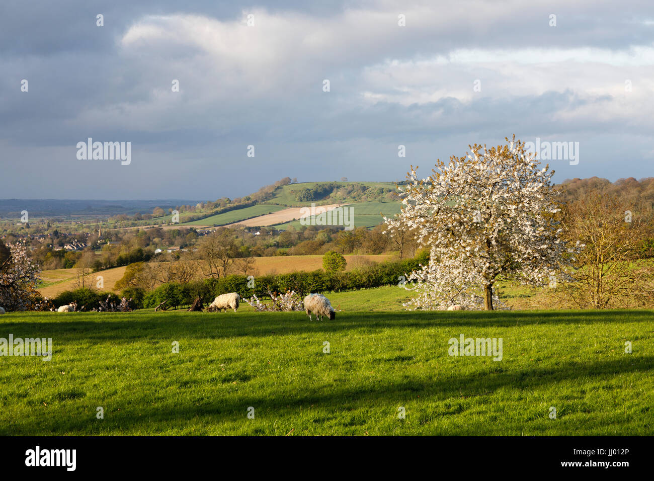 Vista di Meon collina con ovini e fiori bianchi in primavera, Mickleton, Cotswolds, Gloucestershire, England, Regno Unito, Europa Foto Stock