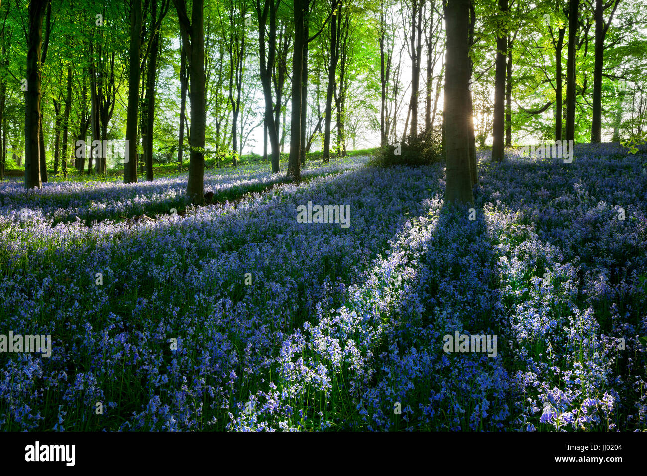 Bluebell legno, Chipping Campden, Cotswolds, Gloucestershire, England, Regno Unito, Europa Foto Stock
