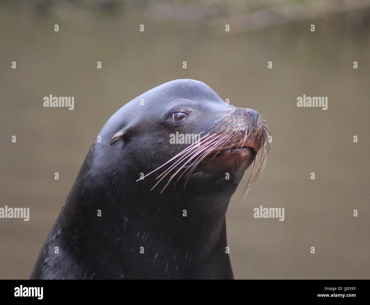 Il leone marino della California Foto Stock