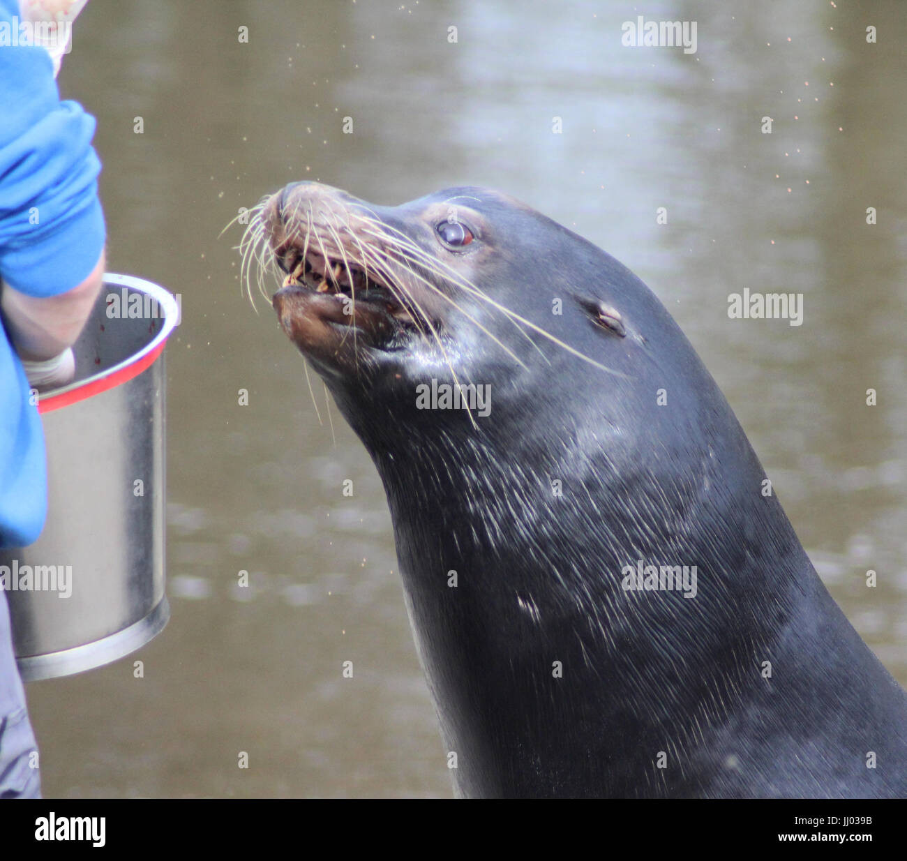 Il leone marino della California Foto Stock