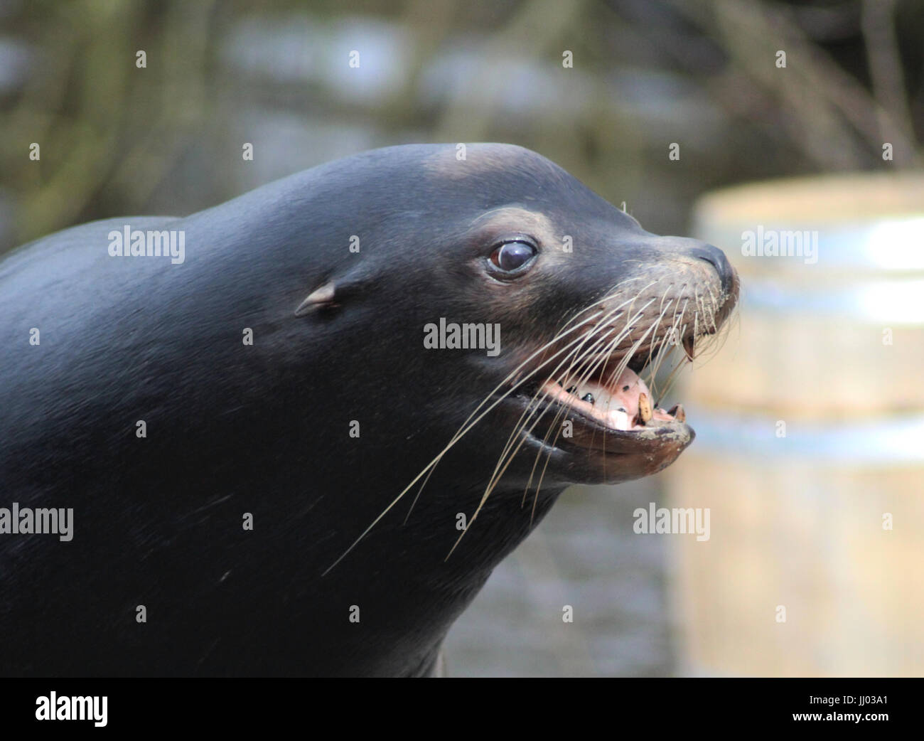 Il leone marino della California Foto Stock