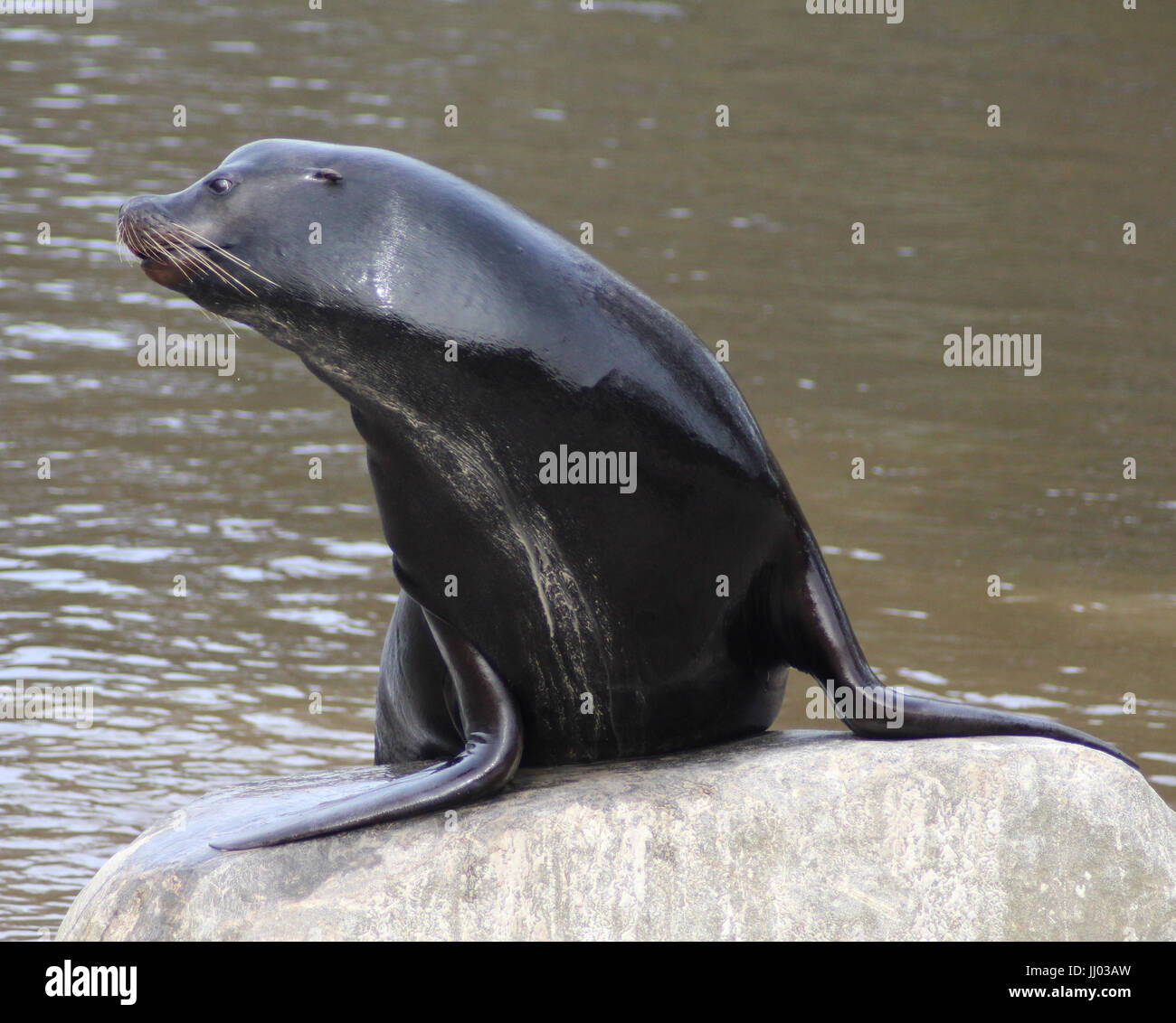 Il leone marino della California Foto Stock