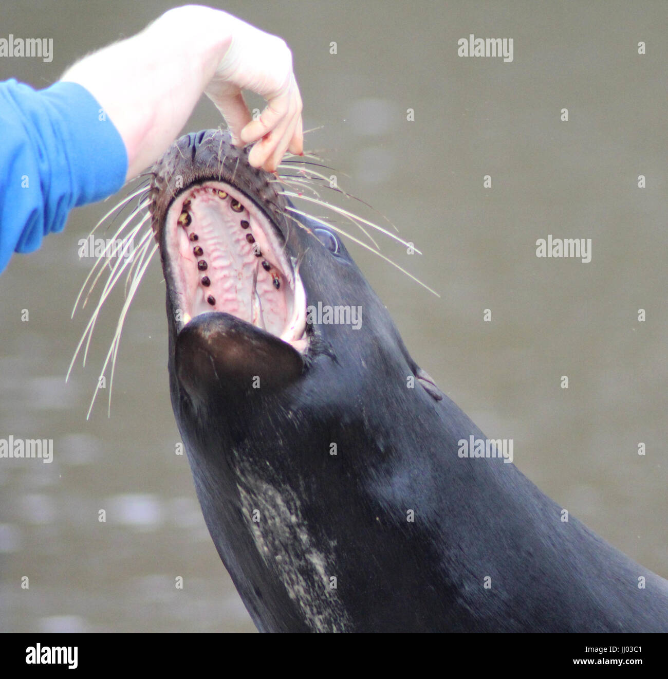 Il leone marino della California Foto Stock