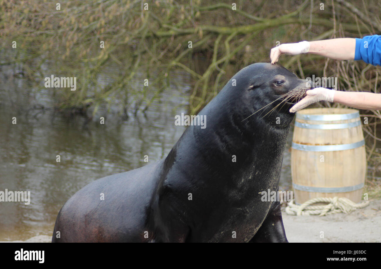 Il leone marino della California Foto Stock