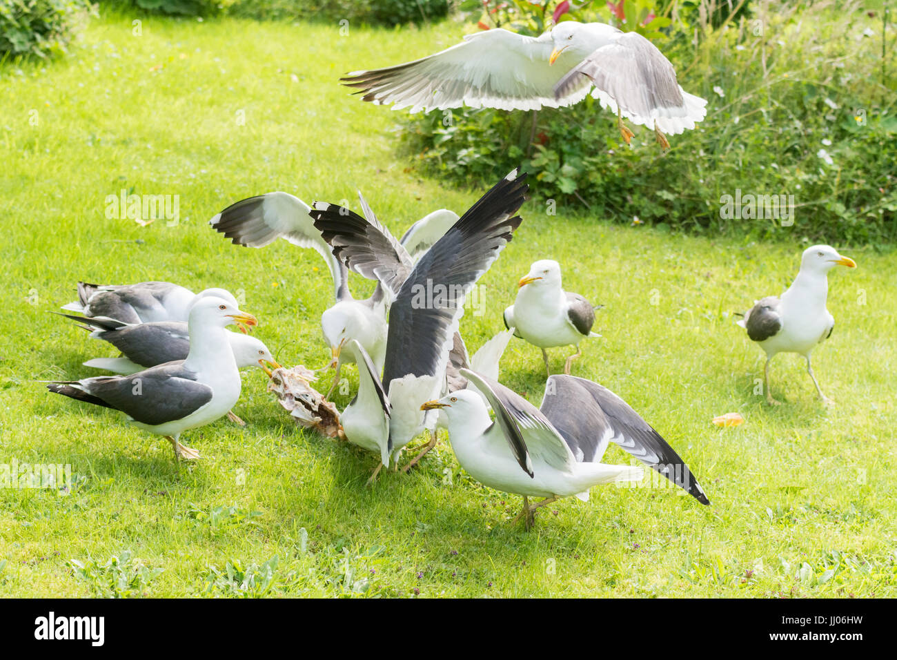 Gabbiani nel giardino litigando oltre il pollo cotto carcassa Foto Stock
