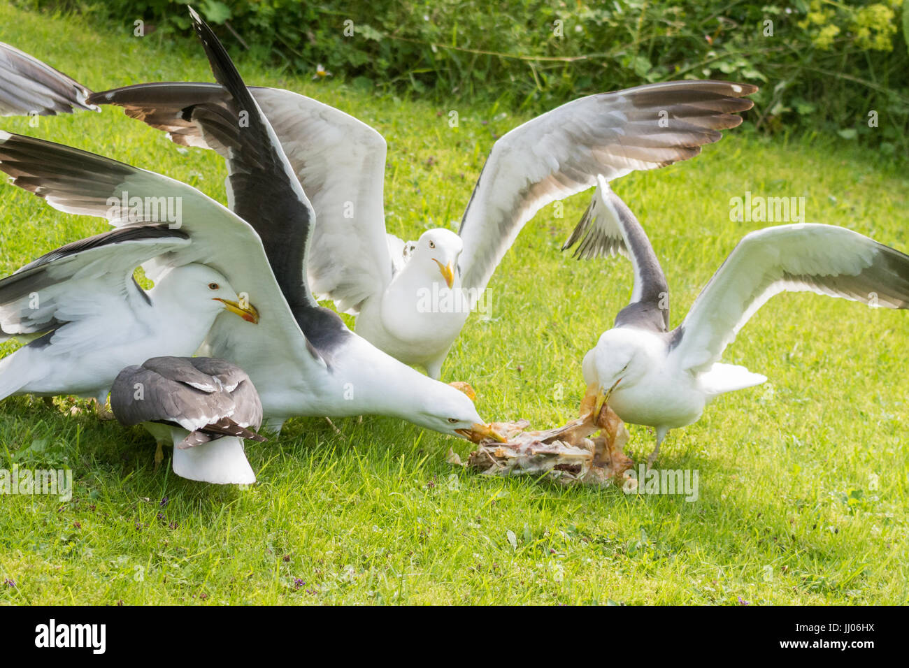 Gabbiani nel giardino litigando oltre il pollo cotto carcassa Foto Stock