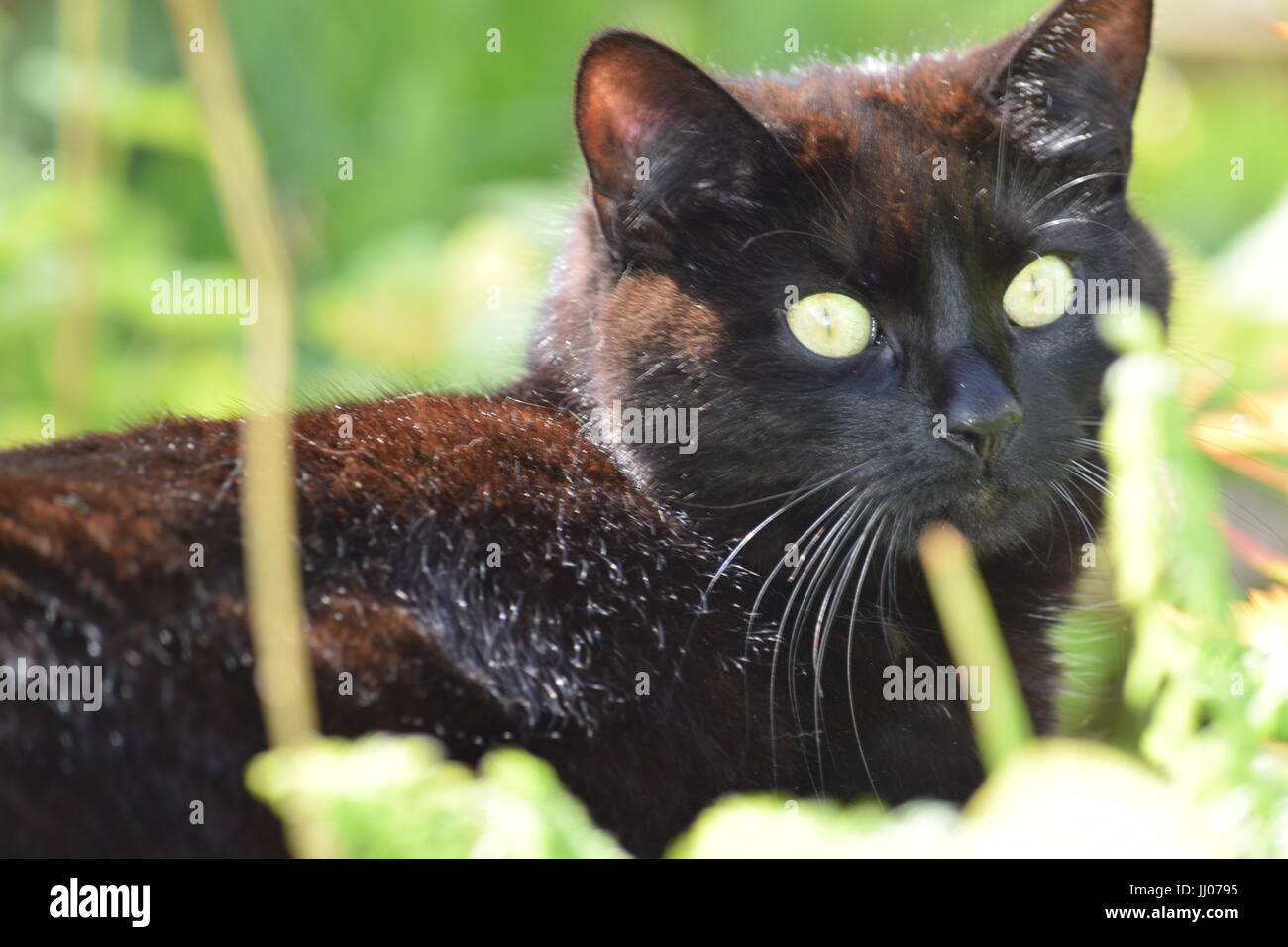 Animale domestico del gatto nero Foto Stock