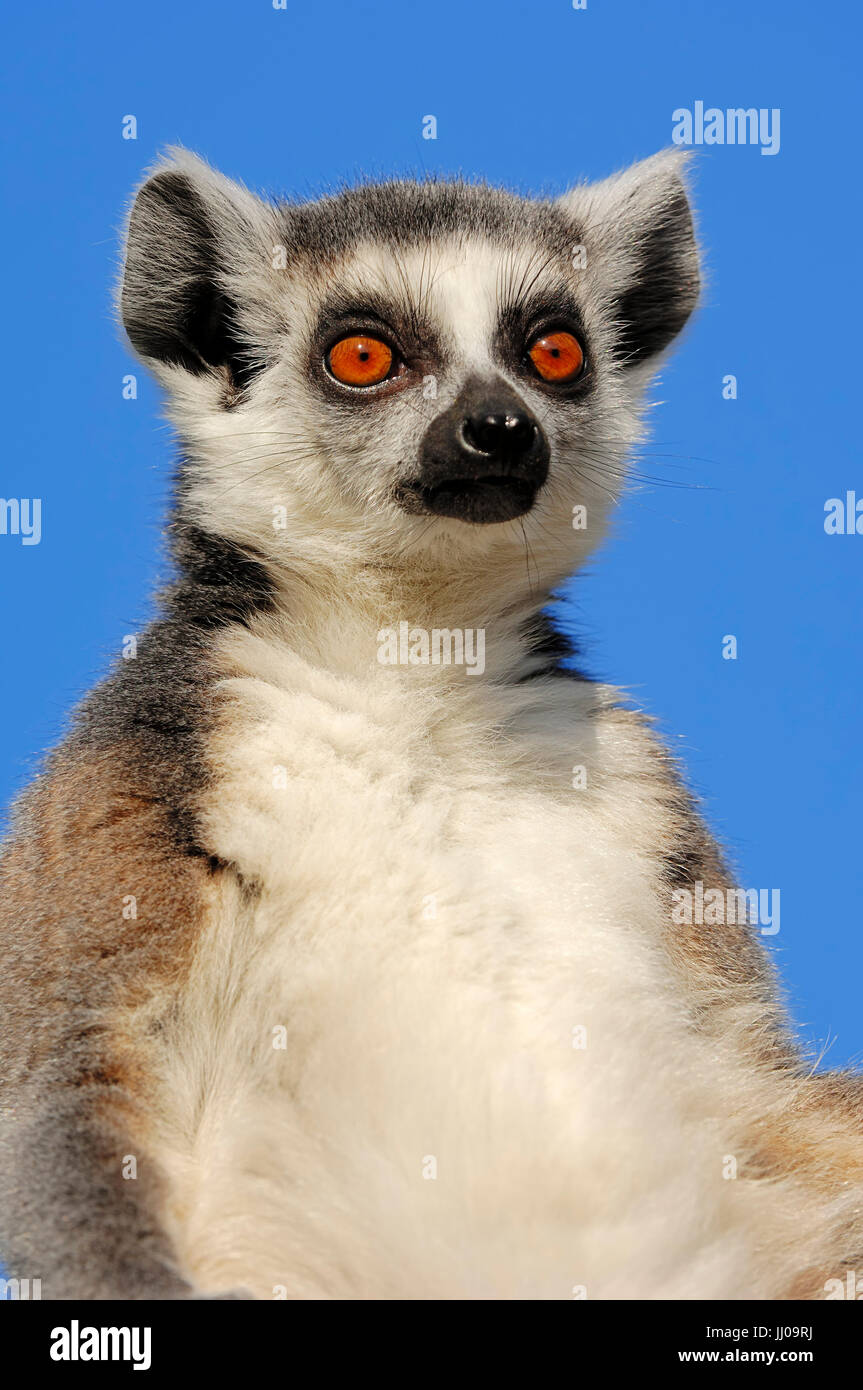 Anello-tailed Lemur, femmina / (Lemur catta) | Katta, Weibchen / (Lemur catta) Foto Stock
